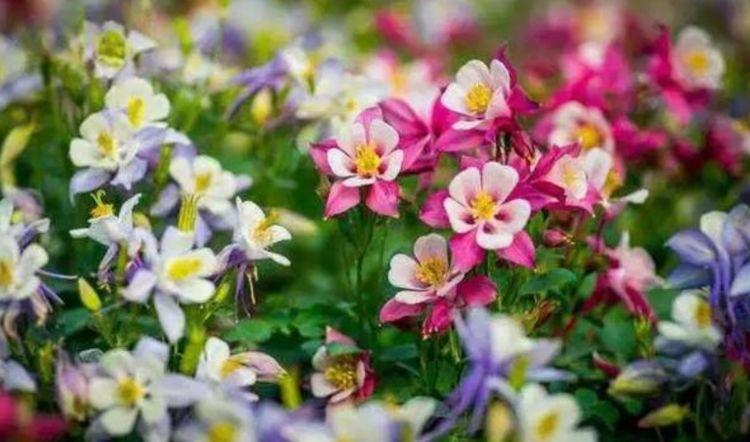 买花经验要牢记,网购花卉如何避坑