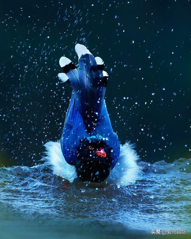 观鸟大年,观鸟作品100幅