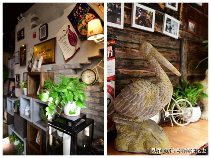 网红餐厅“胡桃里”的绿植布置|行摄