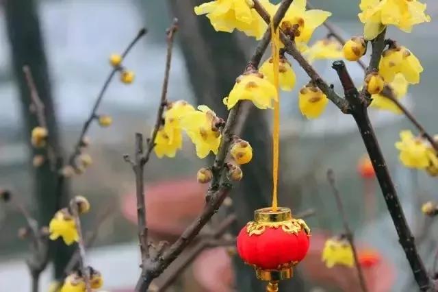 许昌免费赏梅景区有哪些,赏桃花正当时