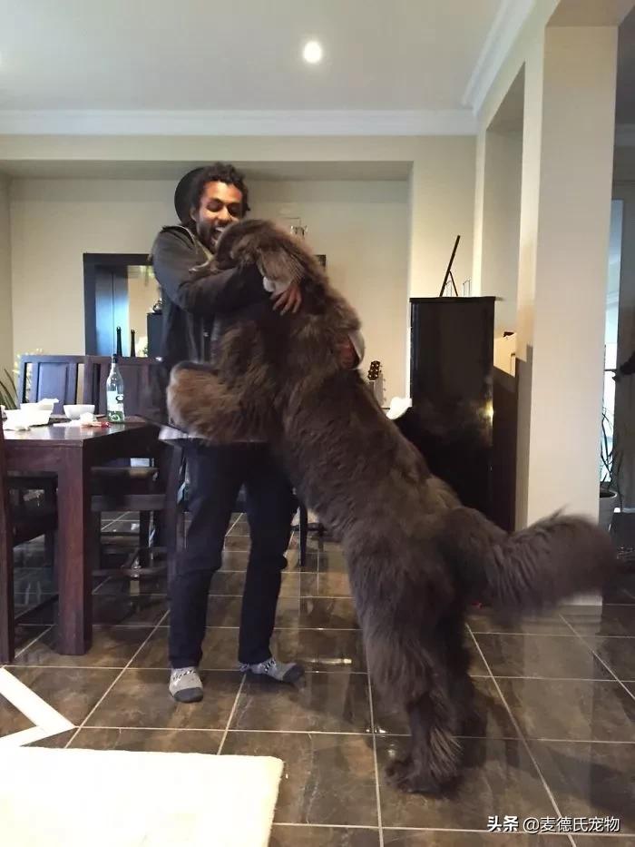 纽芬兰犬好养吗,纽芬兰犬为什么不建议养