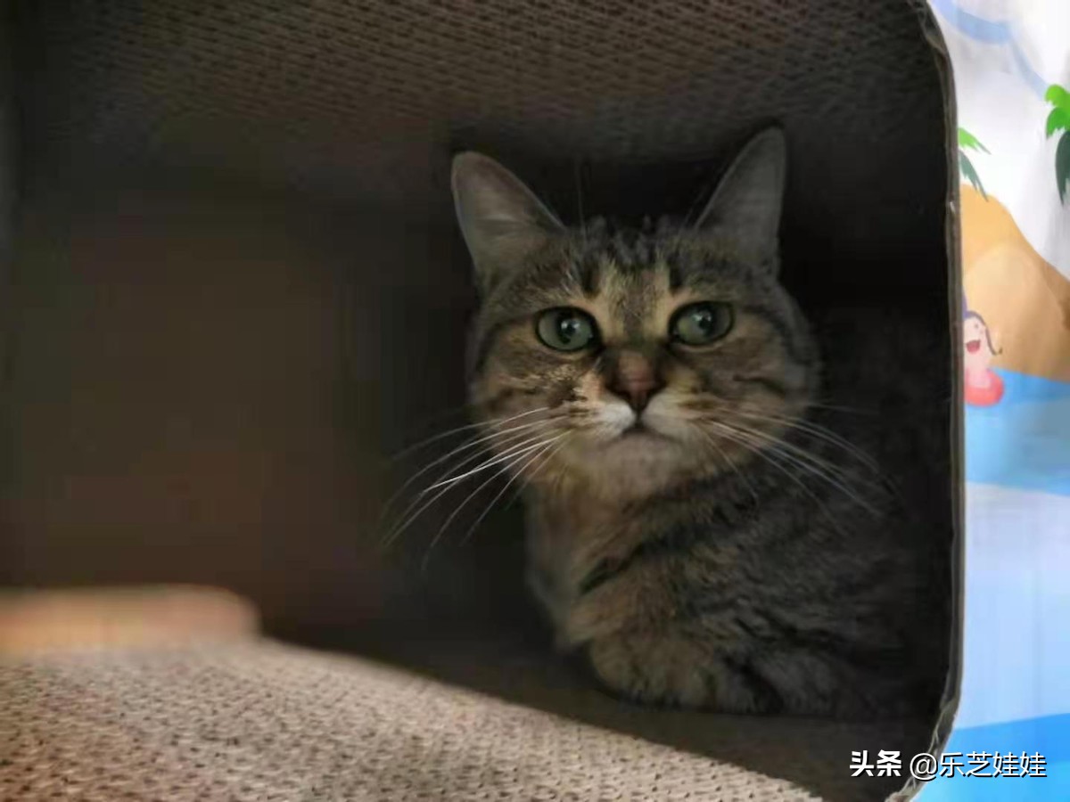 给猫最快解决便秘的安全方法,猫咪便秘怎么灌肠