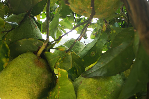 柚子树难管理吗,柚子不结果怎么管理