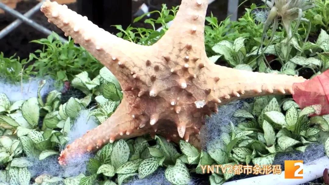 昆明100个立体花坛位置,昆明cop15立体花坛