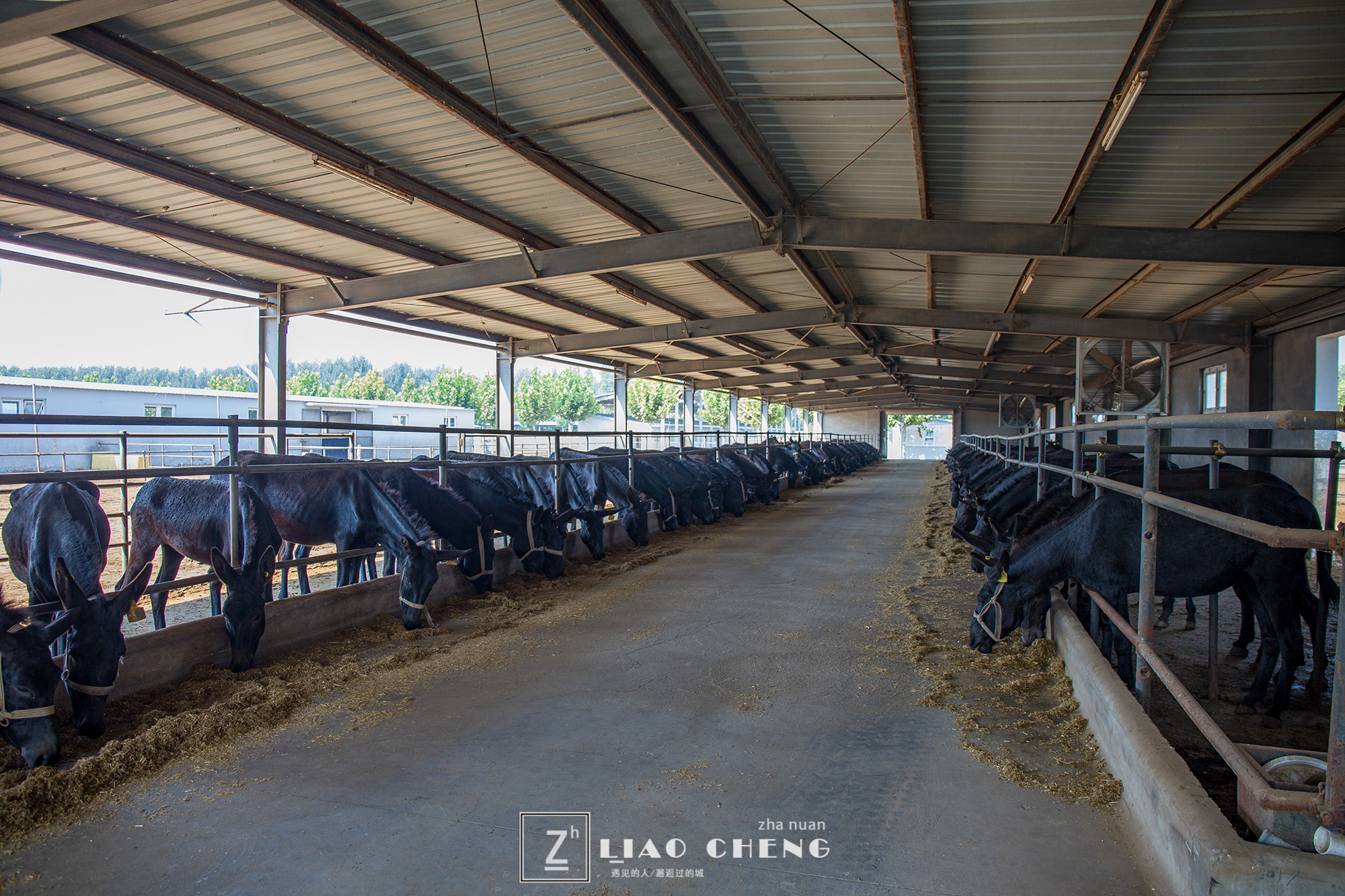 东阿县毛驴养殖基地,黑毛驴养殖基地