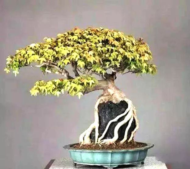 制作更加自然的附石盆景该怎么办,如何制作附石盆景图解