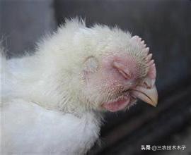 鸡支原体感染是什么原因导致的,鸡支原体和鼻炎混合感染怎么治