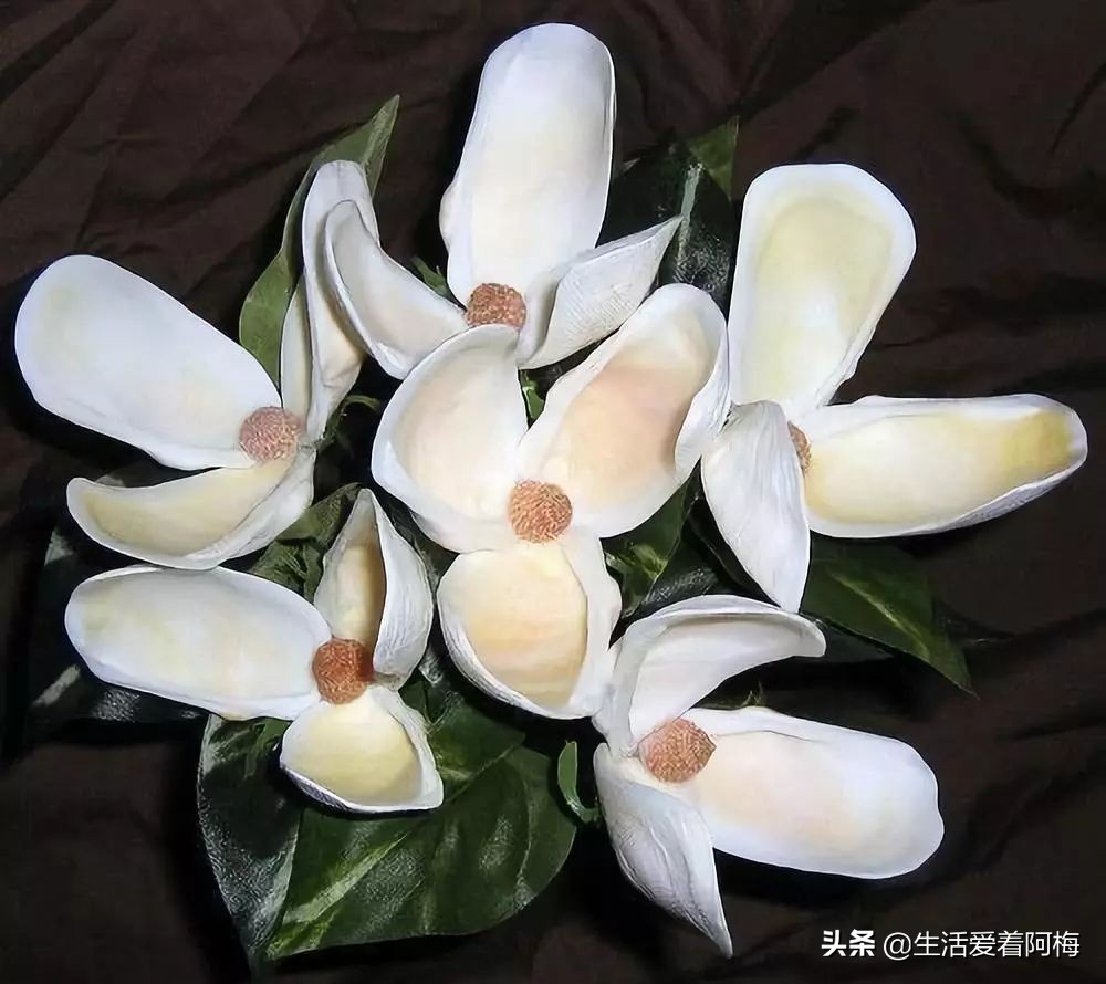 在贝壳里做上好看的装饰,简单的贝壳的工艺品