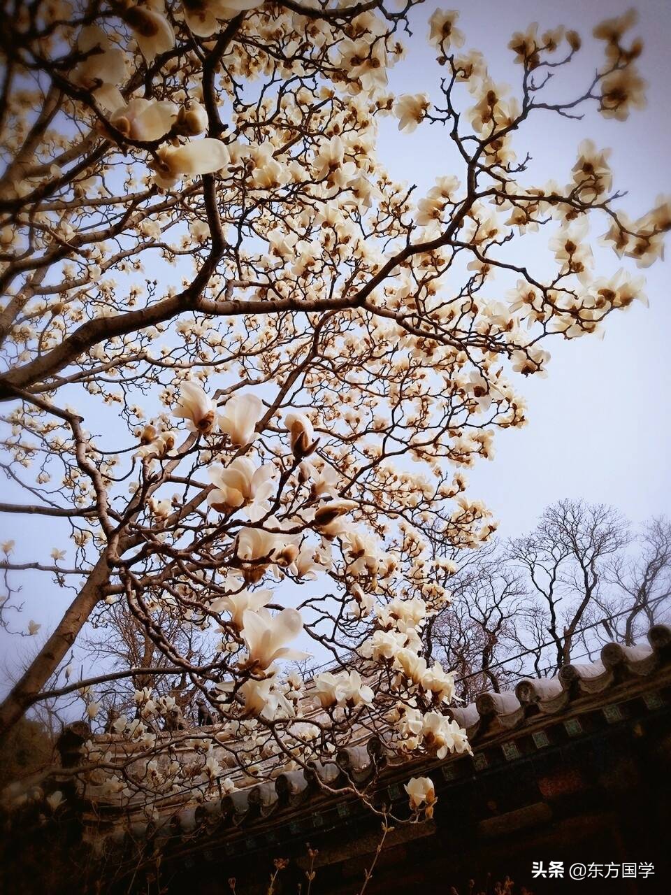 @所有人，周末一起赏玉兰，五处北京玉兰美景