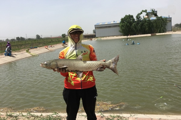 钓鲤鱼用粗的子线,钓鲤鱼用粗线没口怎么办