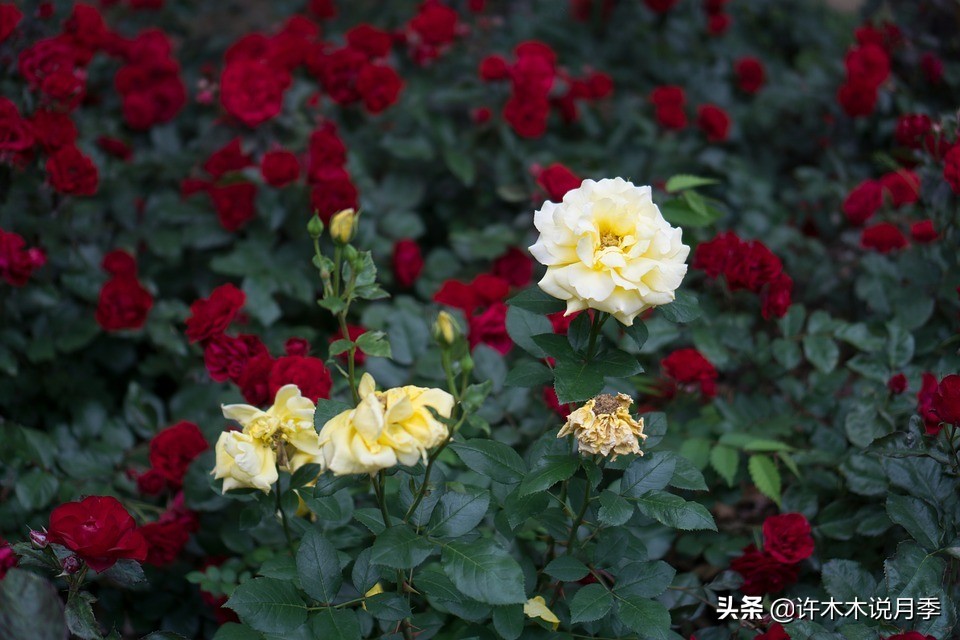 如何买到正版欧月？月季购买防骗手册，几招鉴定欧月，拒绝小白花