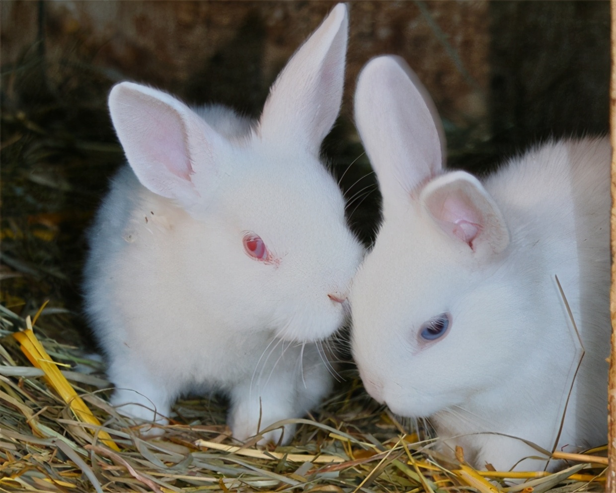 首次发现黄色企鹅,记录人类首次发现黄色企鹅