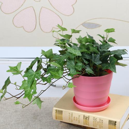 常春藤叶子黄枯萎怎么回事,常春藤从根部发黄落叶怎么办