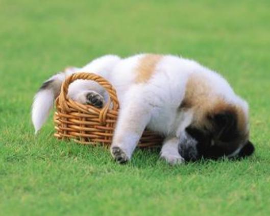 小狗崽不听话可以打吗,小狗崽一直咬东西怎么回事