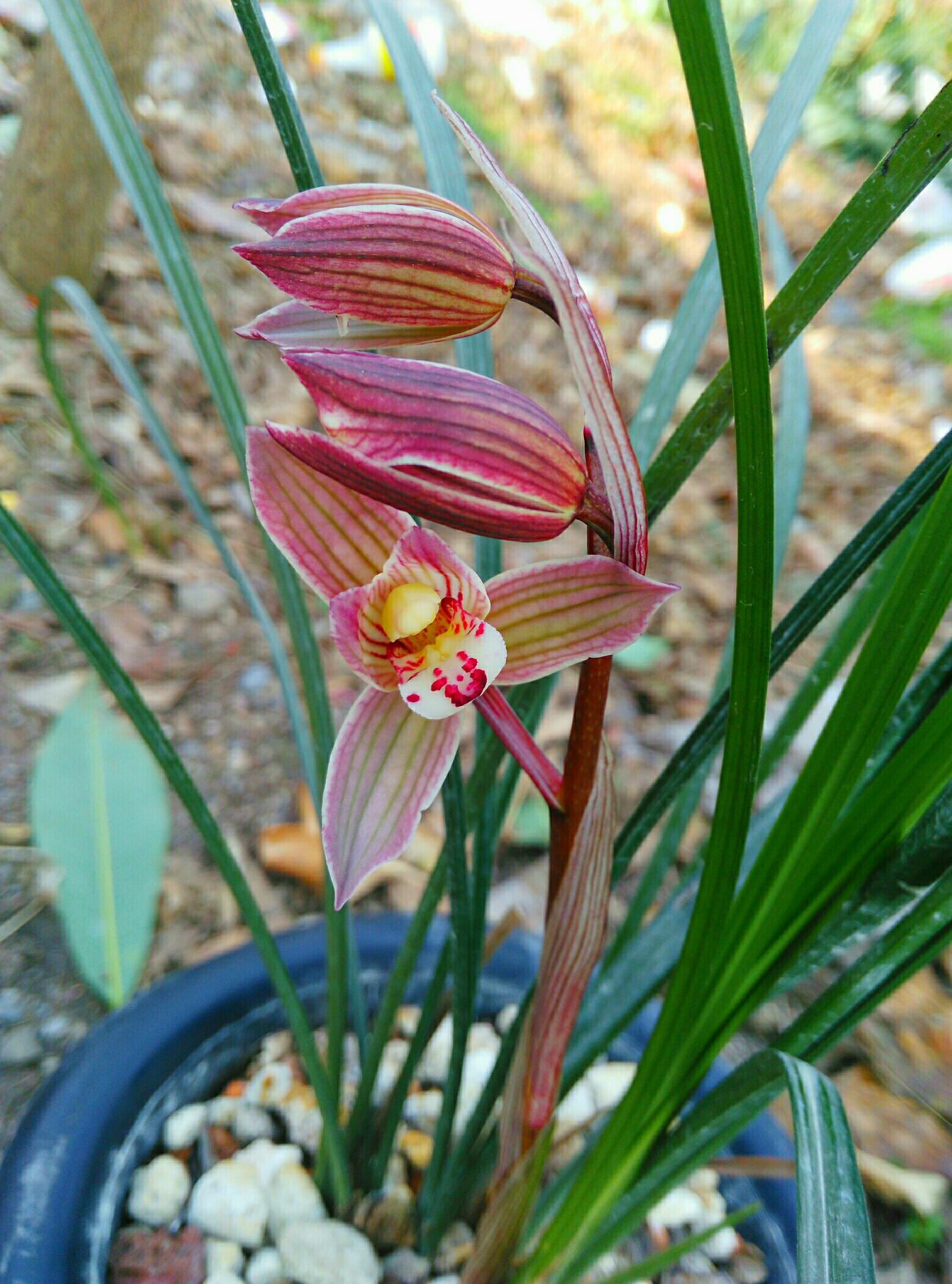 八年前，他借钱投资精品兰花，谁知后来兰市风向转变，他血本无归