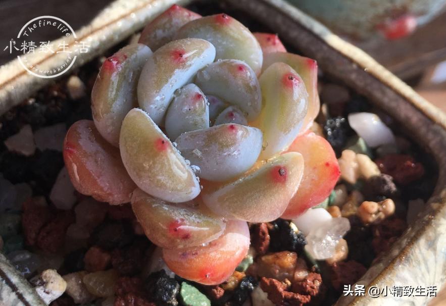 多肉浇水后还是皱巴巴的,多肉叶片发皱浇水后多久才会恢复