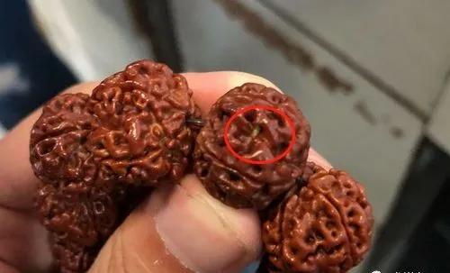 金刚里面的恶心蠕虫,金刚里面有虫子说明什么