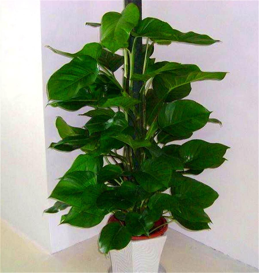 心叶绿萝的养殖方法,心叶藤盆栽技巧