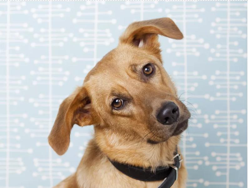 狗狗保护主人的行为,狗狗的34种行为解读