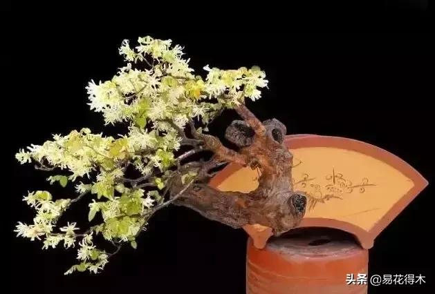 白檵木盆景图片欣赏,异形白花檵木盆景
