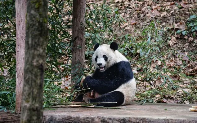 熊猫贝贝回国后的视频,熊猫贝贝回国后最新视频