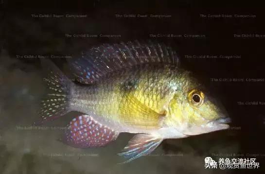 食土鲷一般多大尺寸,食土鲷哪个品种小一点