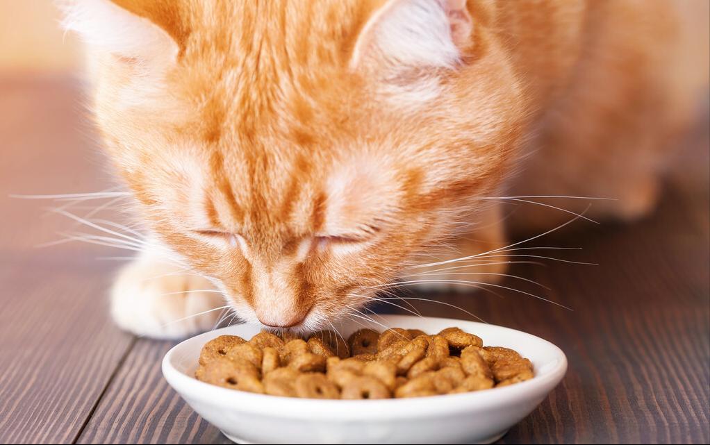 河北猫粮十大毒猫粮,十大毒猫粮有什么品牌的