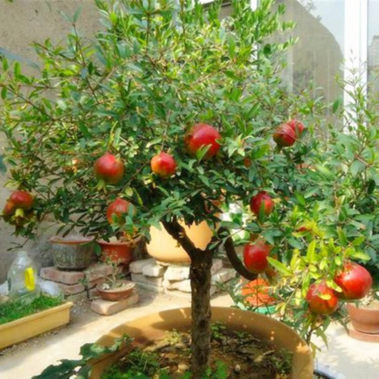 盆栽石榴开花结果期间怎样管理,石榴盆栽怎么养做到2点花大果多