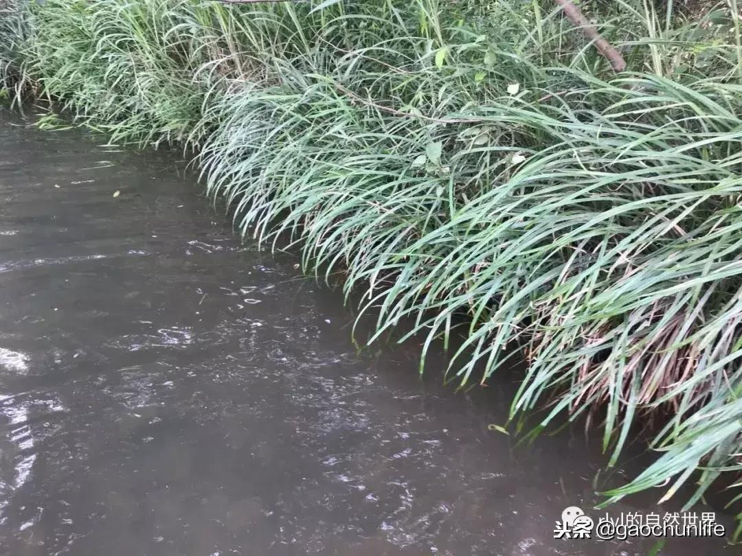 大草龟和小草龟谁好养,变异草龟和草龟的区别