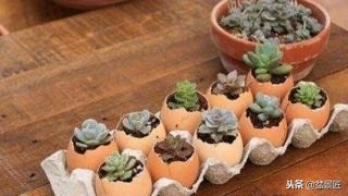 废物改造花盆绿植,旧物改造吊兰花盆