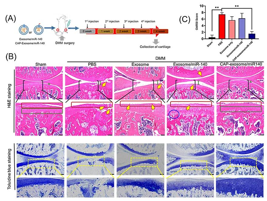 外泌体靶向细胞再生疗法,外泌体靶向药
