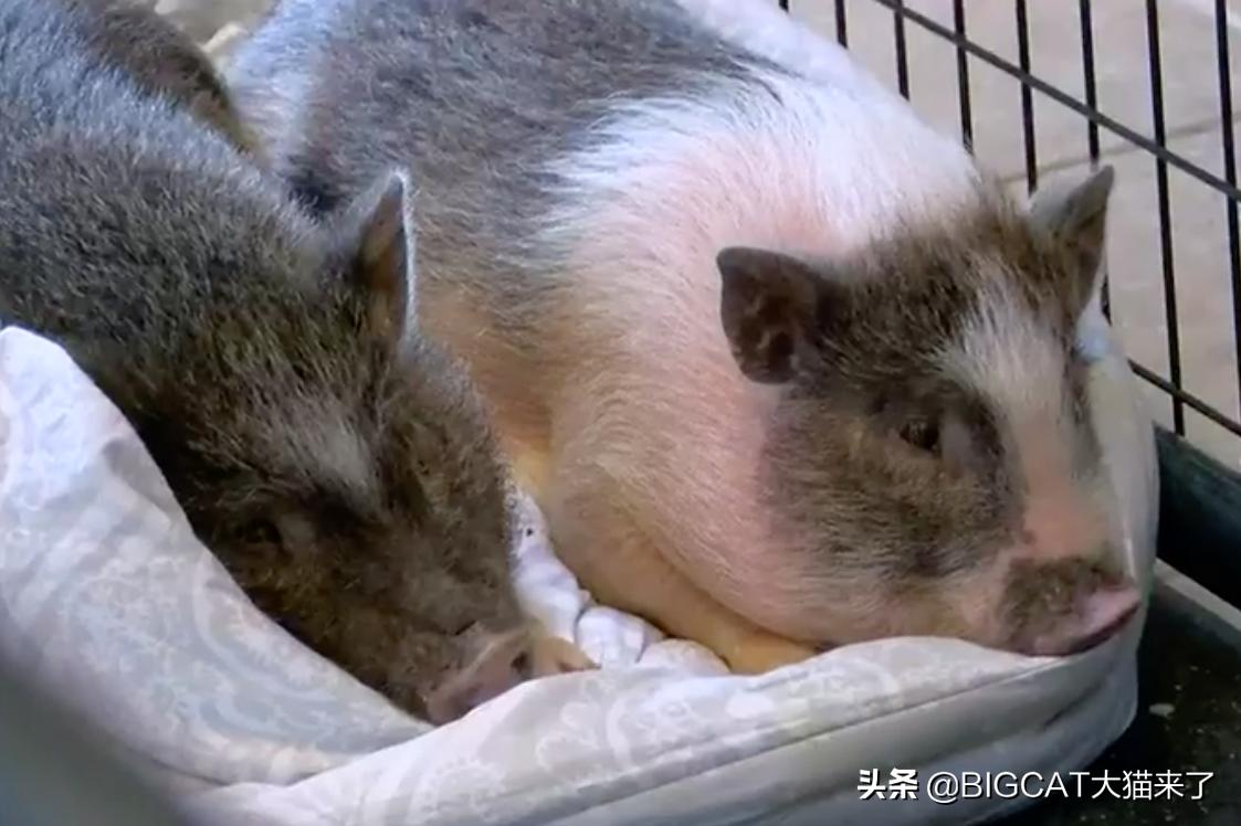 4头小猪将成为狮子晚餐，却因长得太可爱被人救下，一生从此改变