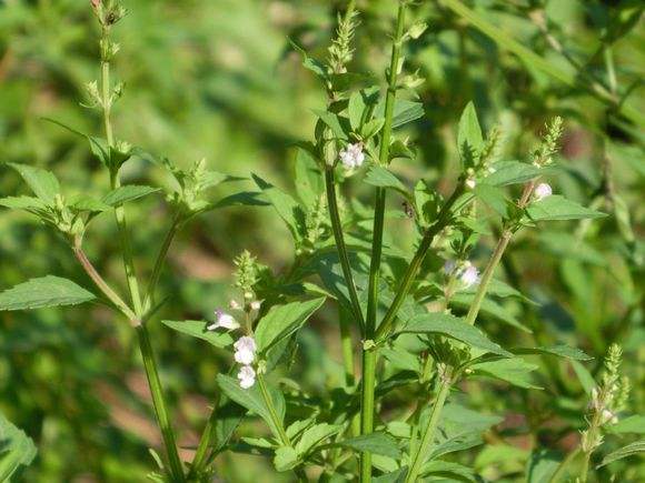 山东半枝莲能种植吗,半枝莲种植技术及亩收益