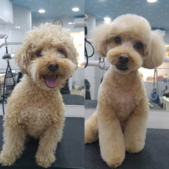 泰迪狗狗剪毛不听话怎么办,狗狗剪毛视频教程全套