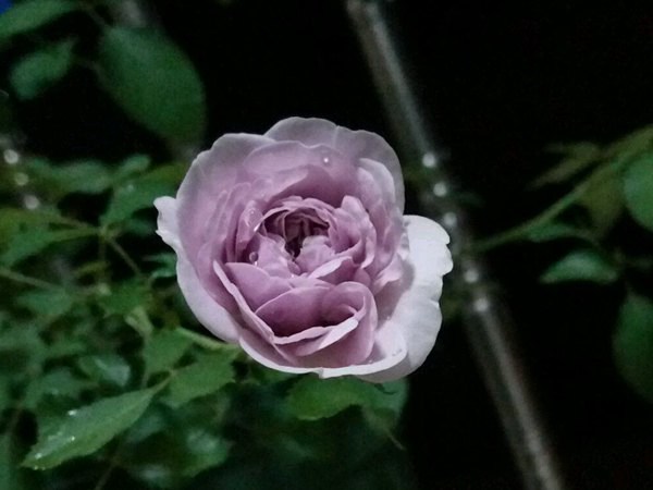 无刺四季开花藤本月季品种有哪些,耐热又耐寒的藤本月季有哪些品种