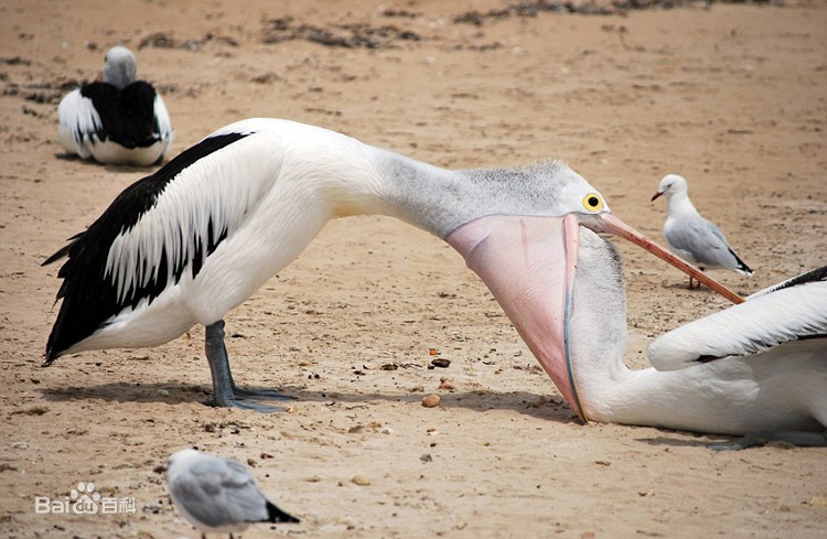 万物皆可吞的鹈鹕,鹈鹕万物皆可吞