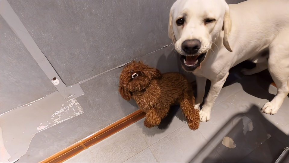 拉布拉多身体发抖是怎么办,拉布拉多总是发抖怎么回事