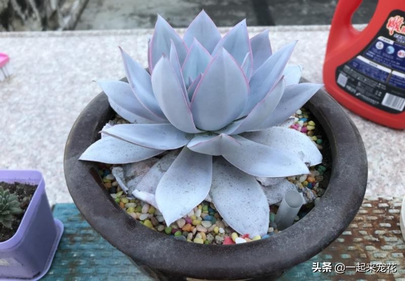 夏天刚收到的广寒宫怎么养,广寒宫夏季好养吗