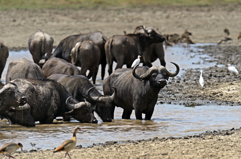 非洲牛科,物种繁多,来认识一下非洲大陆的各种羚羊吧