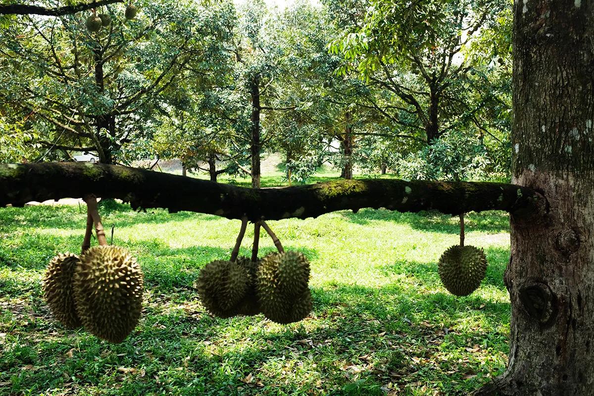泰国榴莲最好的是哪个品种,佳沃的榴莲好还是金枕头的榴莲好