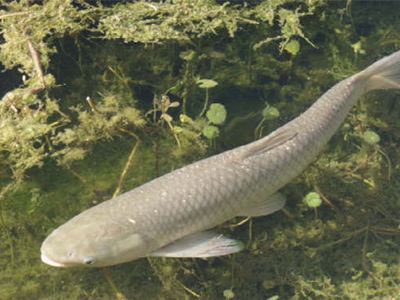 现在草鱼批发多少钱一斤,草鱼现批发价格