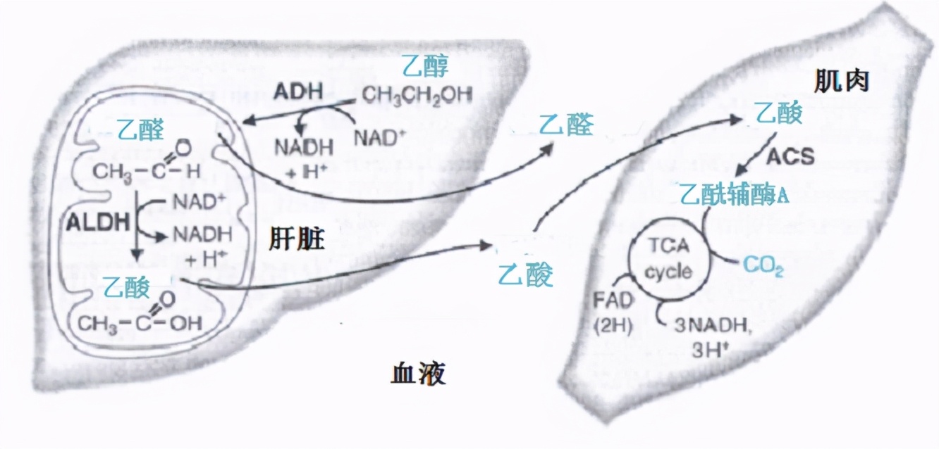 怎样快速的解酒消除体内的酒精,醉酒后血液酒精多久可以代谢完