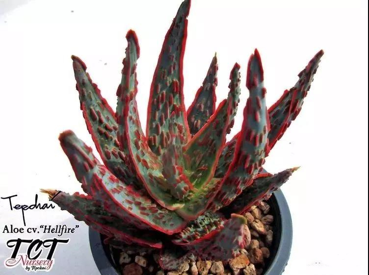 园艺观赏芦荟,园艺芦荟图鉴说明