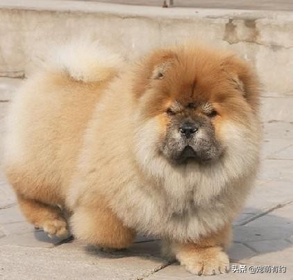 松狮犬的三大特征,松狮犬有几种系