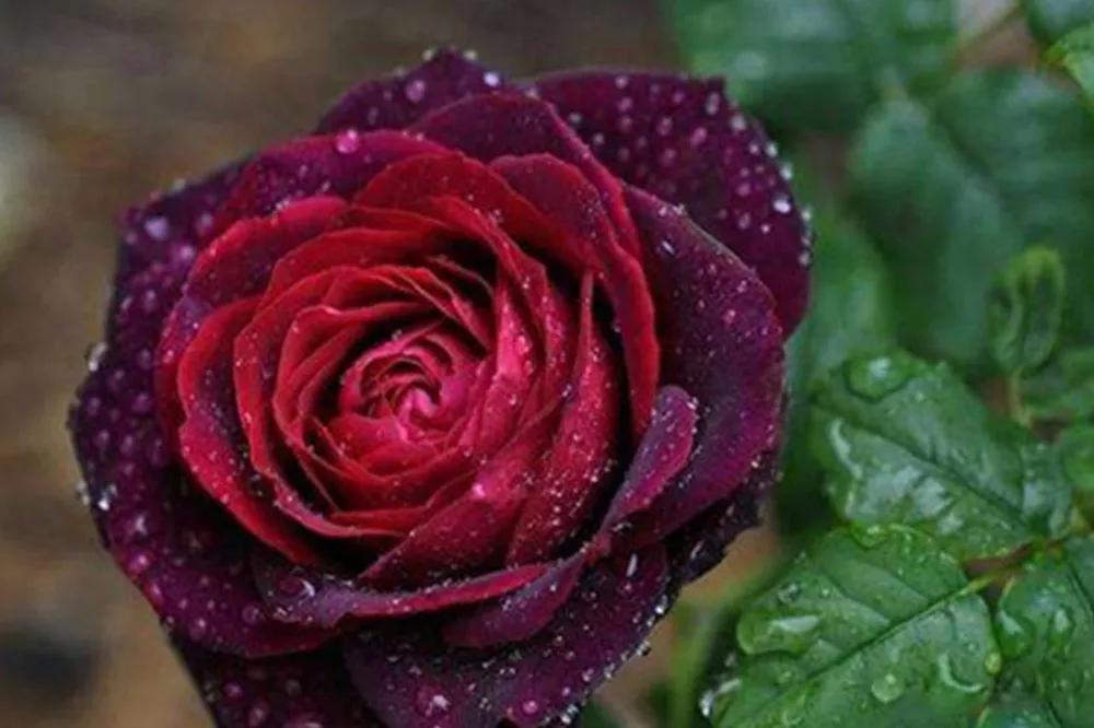 一篇文章带你认识三亚40种花,鲜花图鉴一次性认识30种玫瑰花