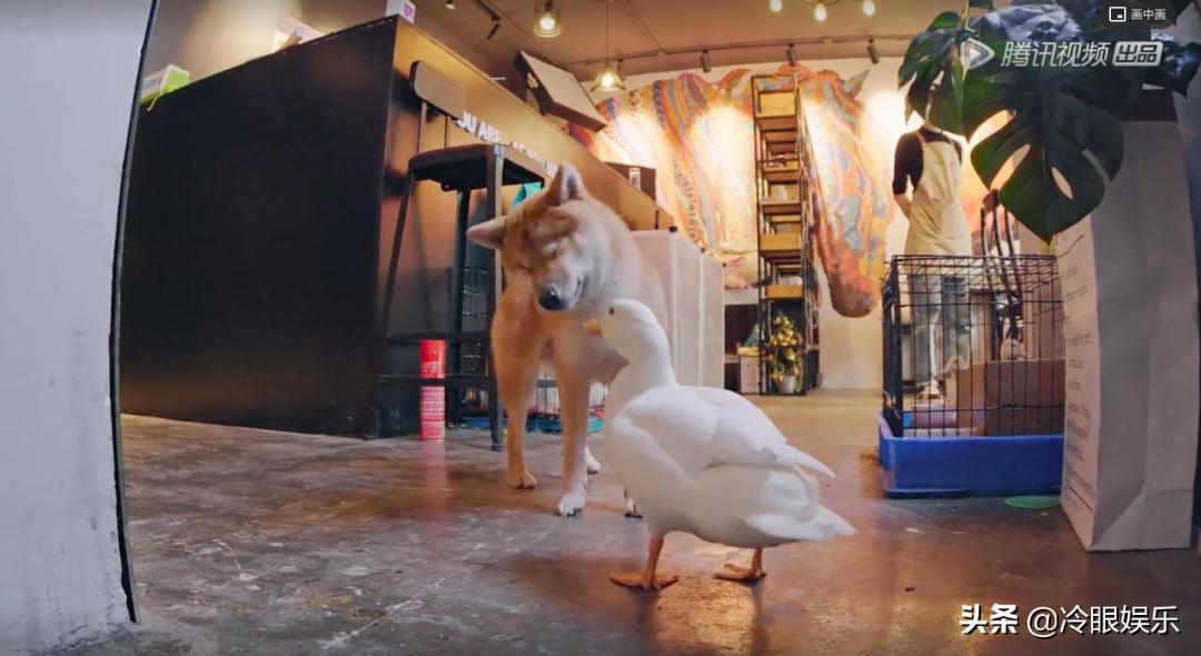 小动物永远都幸福,小动物长得最美也最可爱