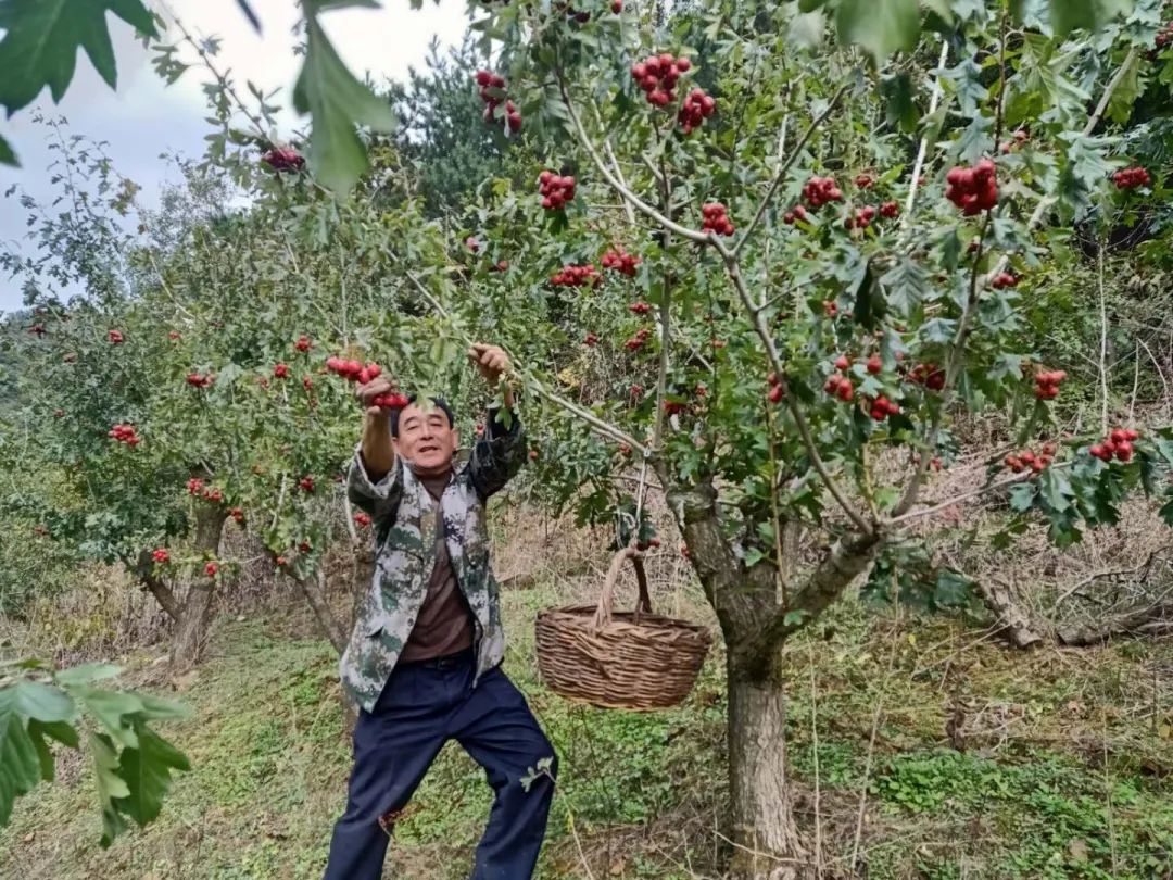 深度|京承线上“小慢车”，跑出老乡幸福路