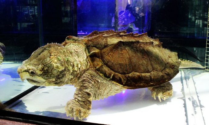 不同国家的凶猛鳄龟,真正的远古鳄龟