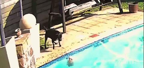 一只博美掉入泳池,一只狗掉进泳池