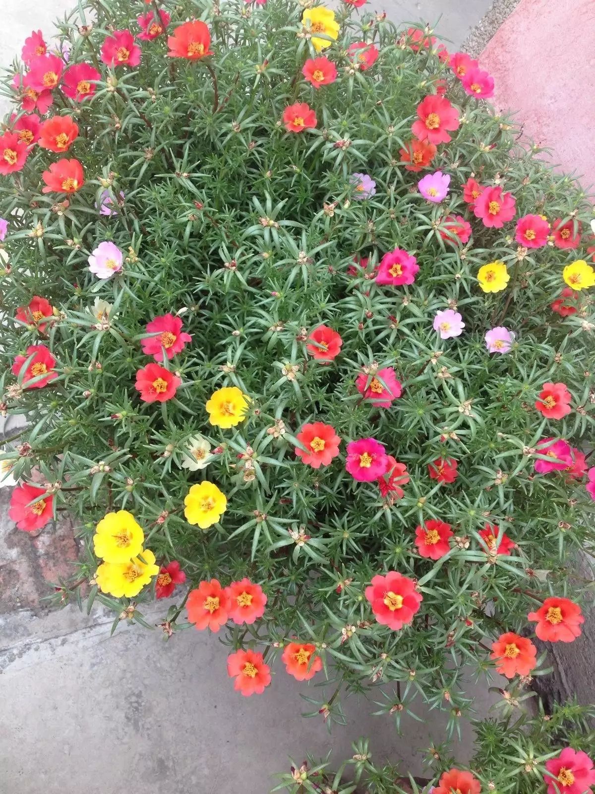 懒人花园植物,懒人花草100种